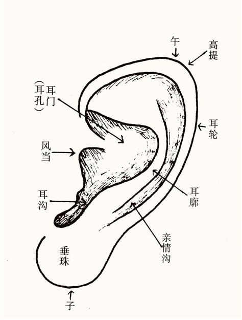 耳相女|女人的耳朵面相分析 如何通过女人的耳朵看命运